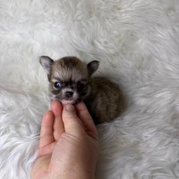 Sable girl - Black sabled fawn female Chihuahua puppy in Fargo, North Dakota from Wild Prairie Chihuahuas
