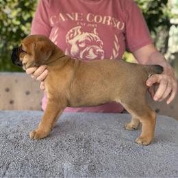 Grey Collar N - Fawn female Cane Corso puppy in Paris, Texas from Knucklehead Cane Corso