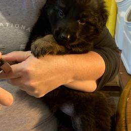 German Shepherd Puppies from Devon Rugerio's German Shepherds
