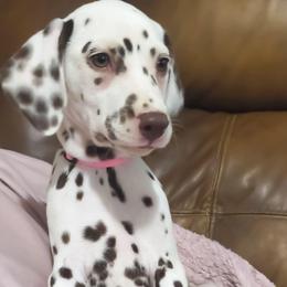 Vulpix (Light pink collar) HUA - White and liver brown female Dalmatian puppy in Raymondville, Missouri from Wagner's Dalmatian's