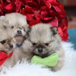 Pomeranian puppies from Bowdachs Cream Pies