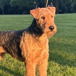 Penny - Airedale Terrier