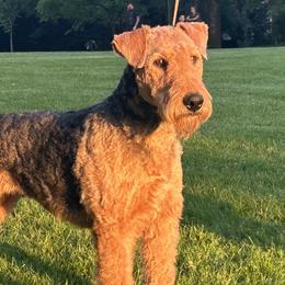 Penny - Airedale Terrier