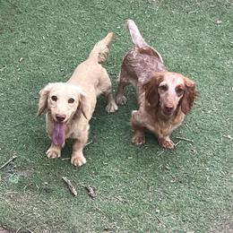 Dachshund puppies from Poker Paws Dachshunds by Chelsy