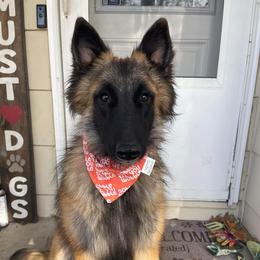 Belgian Tervuren Puppies from SoDak Belgians/ Protégé Belgians