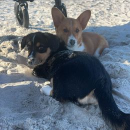 Pembroke Welsh Corgi Puppies from Lucky’s Corgis Veteran Owned