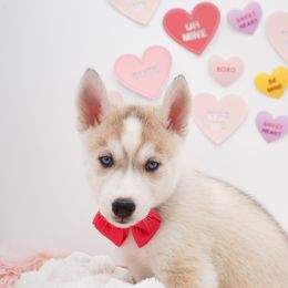 Golden Retriever, Miniature American Shepherd, and Siberian Husky Puppies from HuskiesAndGoldensWithFinesse
