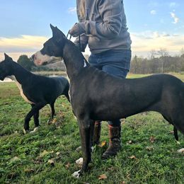 Yang - Great Dane