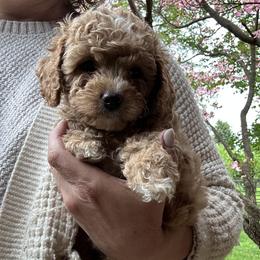 Briar- Pink Collared Girl - female Cavapoochon puppy in Clementon, New Jersey from PitterPatterPuppiesNJ