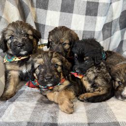 Bernedoodle Puppies from Sunny Sky Doodles