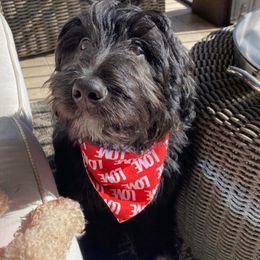 Aussiedoodle All Grown Up from Aspen Mountain Doodles LLC