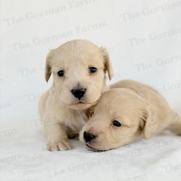Cream Male - Cream male Dachshund puppy in Greenville, North Carolina from The Gorman Farms