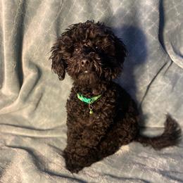 Boy 1 - Black male Havapoo puppy in Tropic, Utah from Lady Paws-Kara