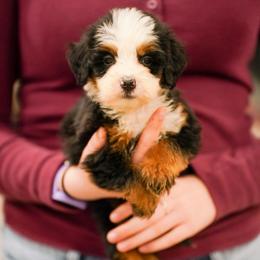 Echo - Tri-color male Bernedoodle puppy in Dundee, Ohio from Down Home Doodle