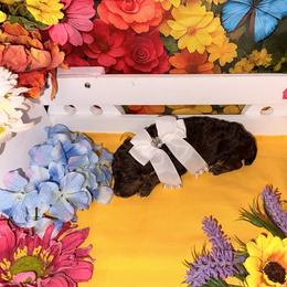 Yellow Collar - Brown female Poodle puppy in Houma, Louisiana from Smart Azz Poodles