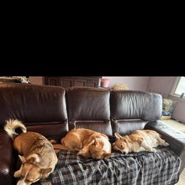 Pembroke Welsh Corgi Puppies from Jersey Shore Corgis