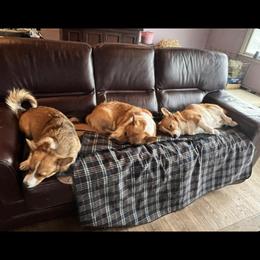 Pembroke Welsh Corgi Puppies from Jersey Shore Corgis