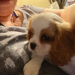 Cavalier King Charles Spaniel Puppies from Frosty’s Cavaliers