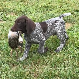 Vizsla Puppies from Wingpointer Gun Dogs