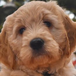 Goldendoodles from Land of Goshen Doodles