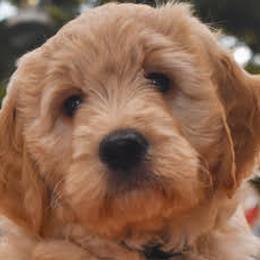 Goldendoodles from Land of Goshen Doodles