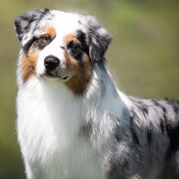 Australian Shepherds from Mtn Springs Kennels