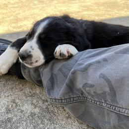 Border Collie Puppies from Roaring River Border Collies