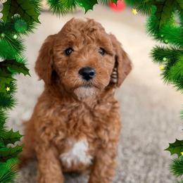 Jingle - Red  male Goldendoodle puppy in Oxford, Pennsylvania from FriendlyPals