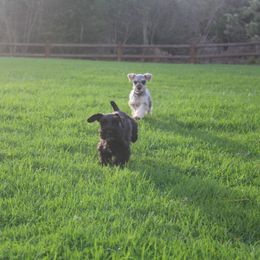 AKC Togo (Red) - Black male Miniature Schnauzer puppy in Vista, California from Olympus Schnauzers