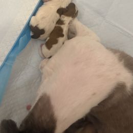 Shih Tzu Puppies from Wood Foo Breeders
