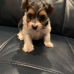 Yorkipoo and Yorkshire Terrier Puppies from Bougie Paws LLC