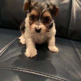 Yorkipoo and Yorkshire Terrier Puppies from Bougie Paws LLC
