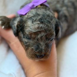 Pearl - Merle female Bernedoodle puppy in Statesville, North Carolina from Loves legacy Doodles