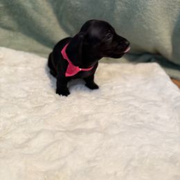 Tulip - Black female Dachshund puppy in Morristown, Tennessee from Hillside Hounds