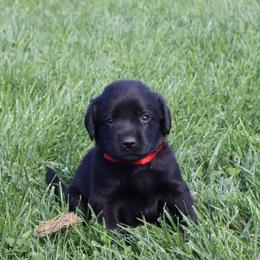 Chip - Black male Labrador Retriever puppy in Camden, Indiana from Camden's Caring Canines