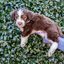 Summit - Red tri-color male Aussiedoodle puppy in Kennesaw, Georgia from Distinctive Doodle