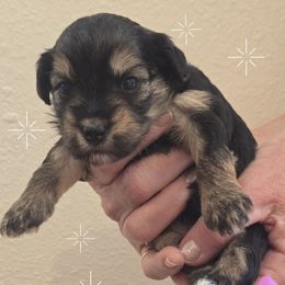 Marsha - Black and tan female Yorkipoo puppy in San Diego, California from TheSocialk9