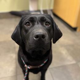 Sparkles - Labrador Retriever