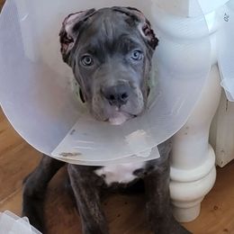 Caliber's Athena - Gray brindle Cane Corso puppy in Mount Sterling, Kentucky from Caliber Cane Corso