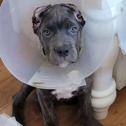Caliber's Athena - Gray brindle Cane Corso puppy in Mount Sterling, Kentucky from Caliber Cane Corso
