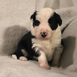 Elita-One - Black and white female Border Collie puppy in Crawfordsville, Indiana from Rescued Dreams Border Collies
