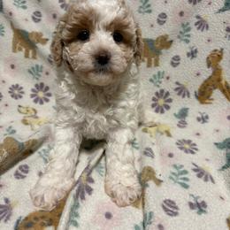 Turquoise-Mini - Parti female Goldendoodle puppy in Millville, New Jersey from Michelle's Doodles