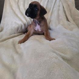 Nikki - Fawn female Boxer puppy in Thompson, Pennsylvania from Moonlitboxers