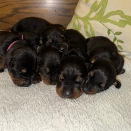 Archie - Black and rust male Doberman Pinscher puppy in Boyd, Texas from Team Feem Breeders