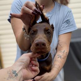 Blue Collar Boy - Red and rust male Doberman Pinscher puppy in Stow, Ohio from Imperium Dobermann