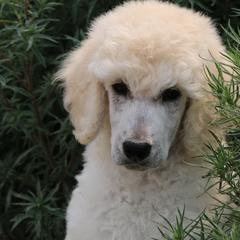 Jake - Cream male Poodle puppy in Ephrata, Washington from NCR Ranch