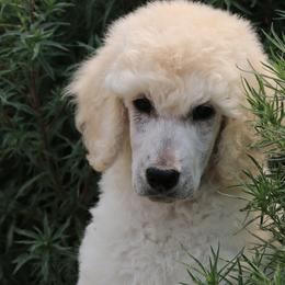Jake - Cream male Poodle puppy in Ephrata, Washington from NCR Ranch