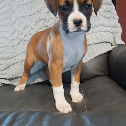Boxer and Goldendoodle Puppies from PuppyLove
