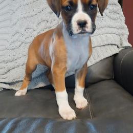 Boxer and Goldendoodle Puppies from PuppyLove