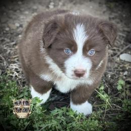 Fireball - Red & white male Miniature Australian Shepherd puppy in El Dorado Springs, Missouri from HP Aussie Kennels